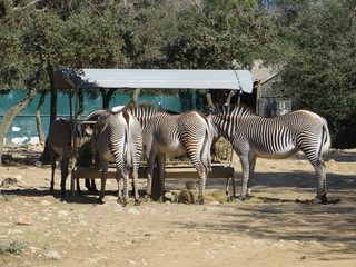Fototapeta na wymiar group of zebras in the zoo