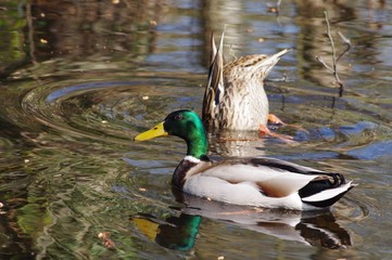 Canard Colvert 