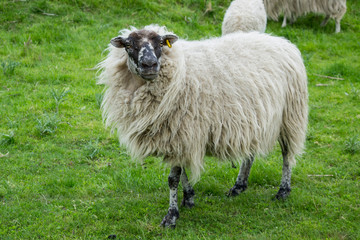 Schaf