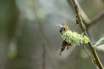 a bee flies from blossom to blossom