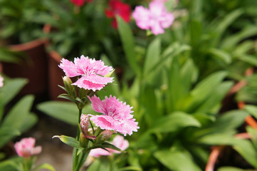 Dianthus flower planted in small pot in plant nursery