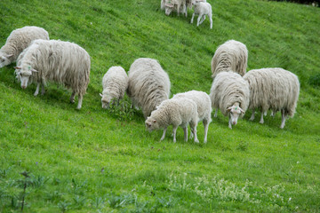 Schaf