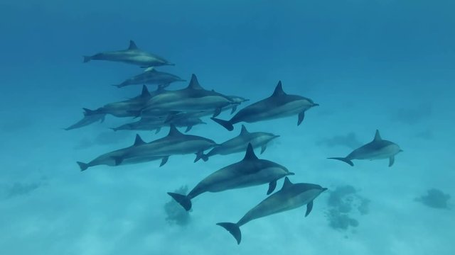 Close-up, A pod of dolphins swim in the blue water. Spinner dolphins (Stenella longirostris), Underwater shot, follow shot. Red Sea, Sataya Reef (Dolphin House) Marsa Alam, Egypt, Africa