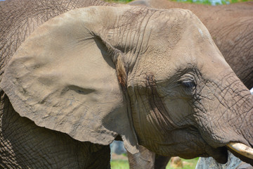 African elephants are elephants of the genus Loxodonta. The genus consists of two extant species:...