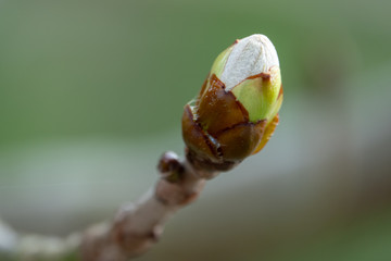 a close-up of a chestnut bud in spring