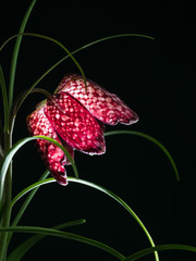 Nahaufnahme der Blüte einer Schachbrettblume vor schwarzem Hintergrund