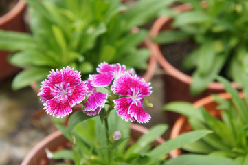 Fototapeta premium Kwiat Dianthus posadzony w małej doniczce w szkółce roślin