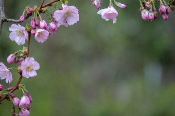 a close-up of pink blossoms in spring