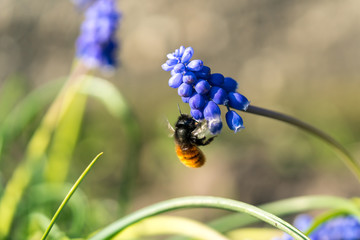 Bee and a blue flower