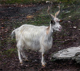 White domestic goat with spiral horns. Latin name - Capra hircus