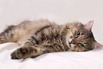 cat on white background