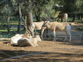 Naklejka na ściany i meble Antelope group at the zoo