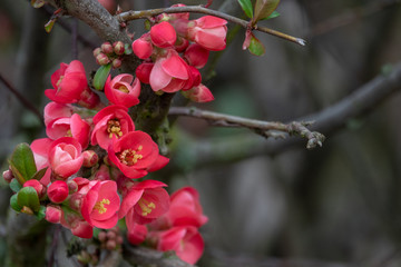 red flowers on a bush in spring
