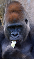 Gorillas are ground-dwelling, predominantly herbivorous apes that inhabit the forests of central...