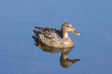 Femelle du canard Colvert