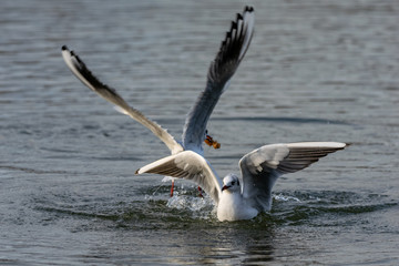 Seagulls landing on water