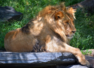 Lion is one of the four big cats in the genus Panthera, and a member of the family Felidae. With...