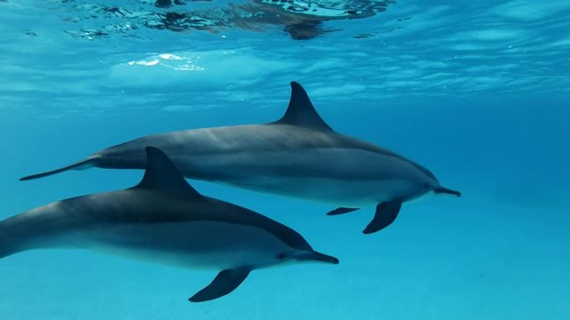 Two dolphins very slowly swims in blue water under surface. Slow motion, Closeup, Underwater shot. Spinner Dolphin (Stenella longirostris), Red Sea