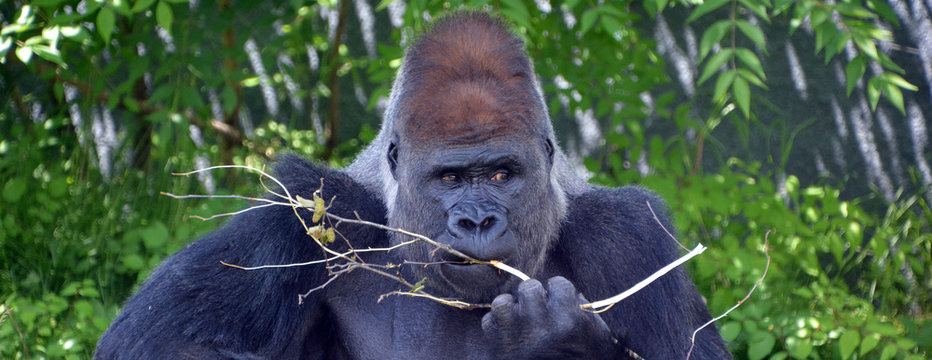 Gorillas are ground-dwelling, predominantly herbivorous apes that inhabit the forests of central Africa. The DNA of gorillas is highly similar to that of humans, from 95–99% - Powered by Adobe