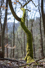 Green moss on tree