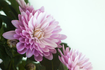 Fototapeta premium Chrysanthemum macro photo on black