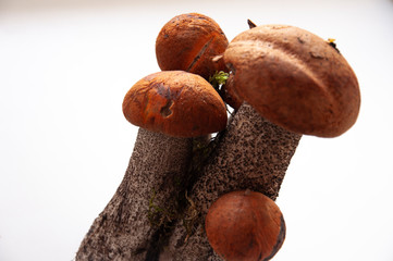Five big orange-cap boletus mushrooms on the white background
