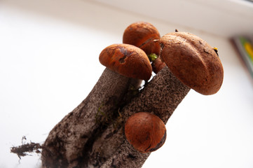 Five big orange-cap boletus mushrooms on the white background