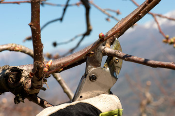 Potatura primaverile