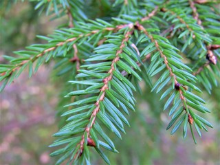 fir tree branch