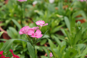 Dianthus flower planted in small pot in plant nursery