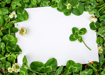 Blank sign with natural fresh shamrocks border and four-leaf clover in the center. St. Patrick`s day frame with clover leaves decorations. Free space for text. Copypaste. Detailed. Flat lay.