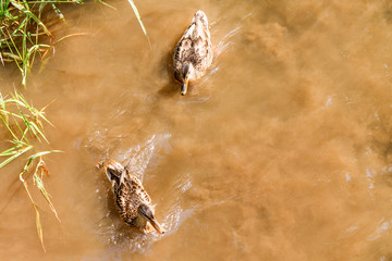 A group of brown ducks swimming in a river.