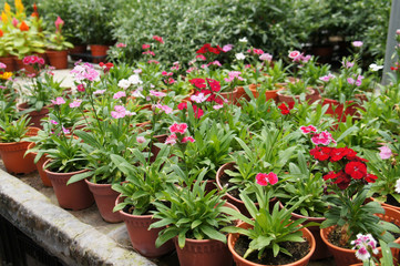 Fototapeta na wymiar Dianthus flower planted in small pot in plant nursery