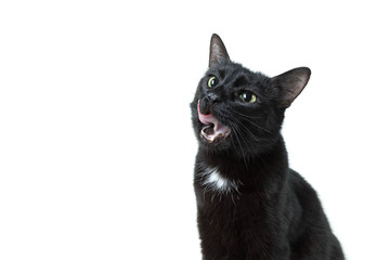 Black adult cat with the shining and healthy wool on a white background. The cat licks lips