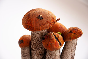 Five big orange-cap boletus mushrooms on the white background