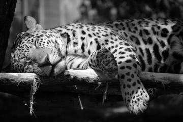 Jaguar is a cat, a feline in the Panthera genus only extant Panthera species native to the...
