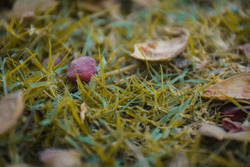 mushroom in the forest