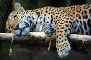 Jaguar is a cat, a feline in the Panthera genus only extant Panthera species native to the...