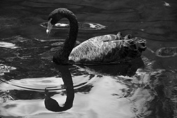 Black swan is a large waterbird, a species of swan which breeds mainly in Australia. A New Zealand...