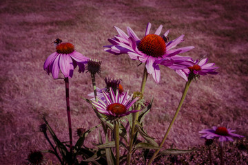Echinacea Sonnenhüte 