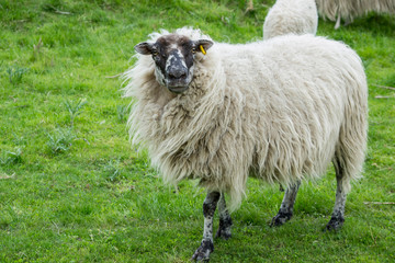 Schaf