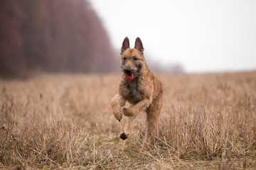 Fototapeta premium Dog breed Belgian Shepherd Lackenois running in the field Lakenua