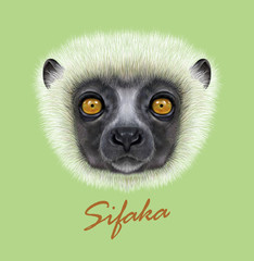 Coquerel's Sifaka Lemur wild animal face. Vector African Madagascar cute dancing lemur head portrait. Realistic fur portrait of Sifaka Lemur isolated on green background.