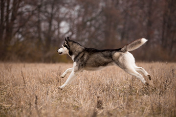 Obraz premium Husky breed dog in the autumn field