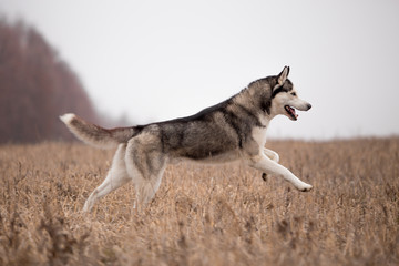 Naklejka na ściany i meble Husky breed dog in the autumn field