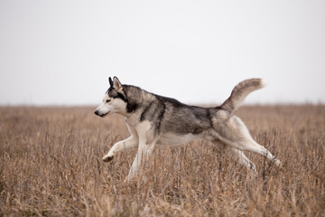 Husky breed dog in the autumn field