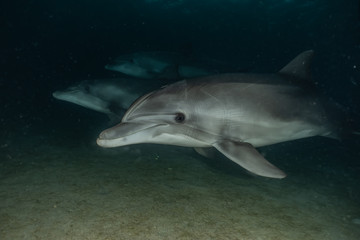 Fototapeta premium Dolphin swimming in the Red Sea, Eilat Israel