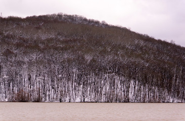 tree on mountain