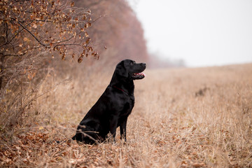 Labrador dog breed in the autumn field