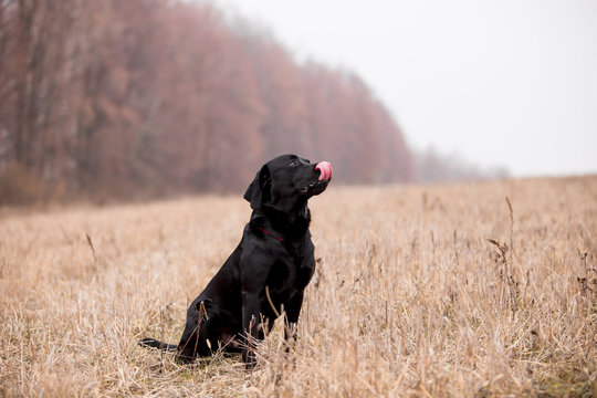 Labrador dog breed in the autumn field